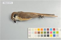 藏品(紅尾伯勞)的圖片